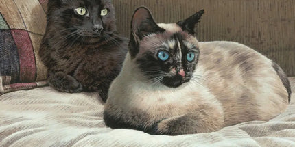 Thema Poezen / Kittens - Langstore